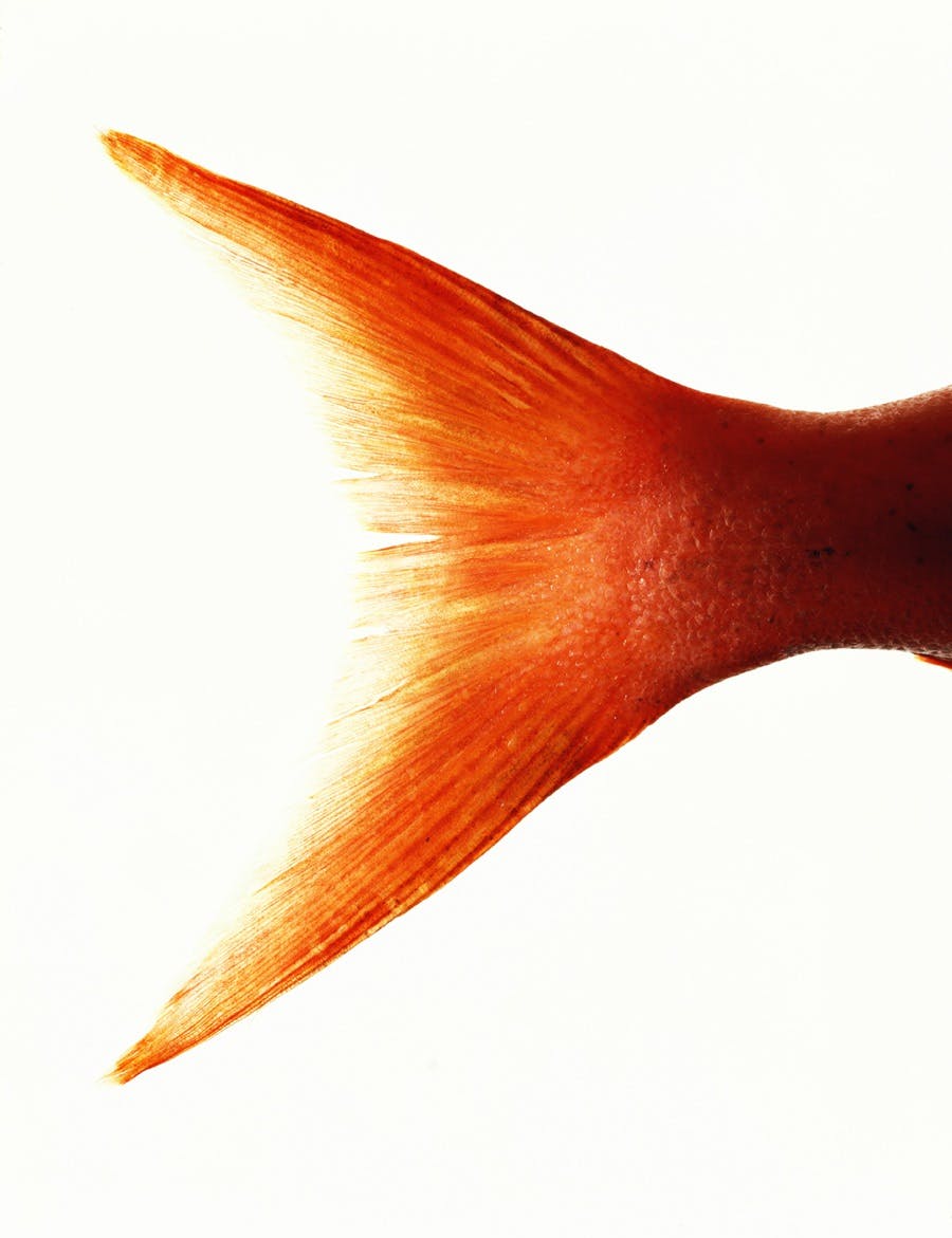 Er det sant at det dunster fiskeaktig av noen damer?